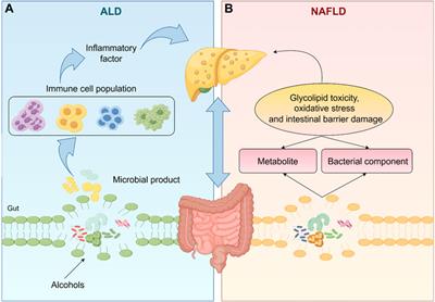 The gut-liver axis in fatty liver disease: role played by natural products